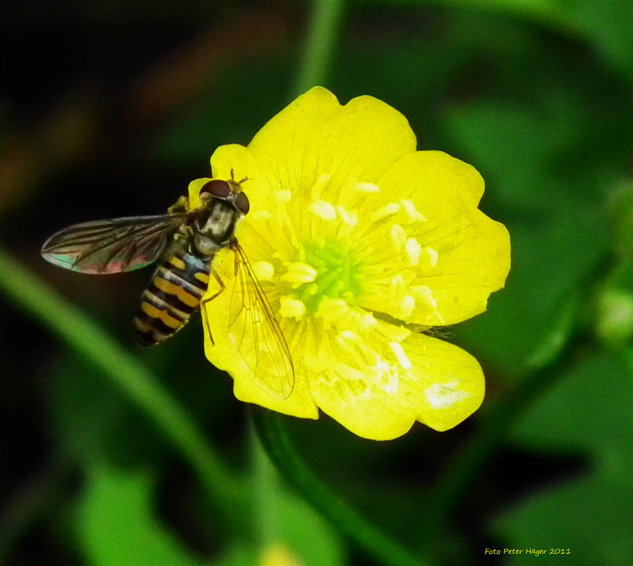 flower fly buttercup free photo
