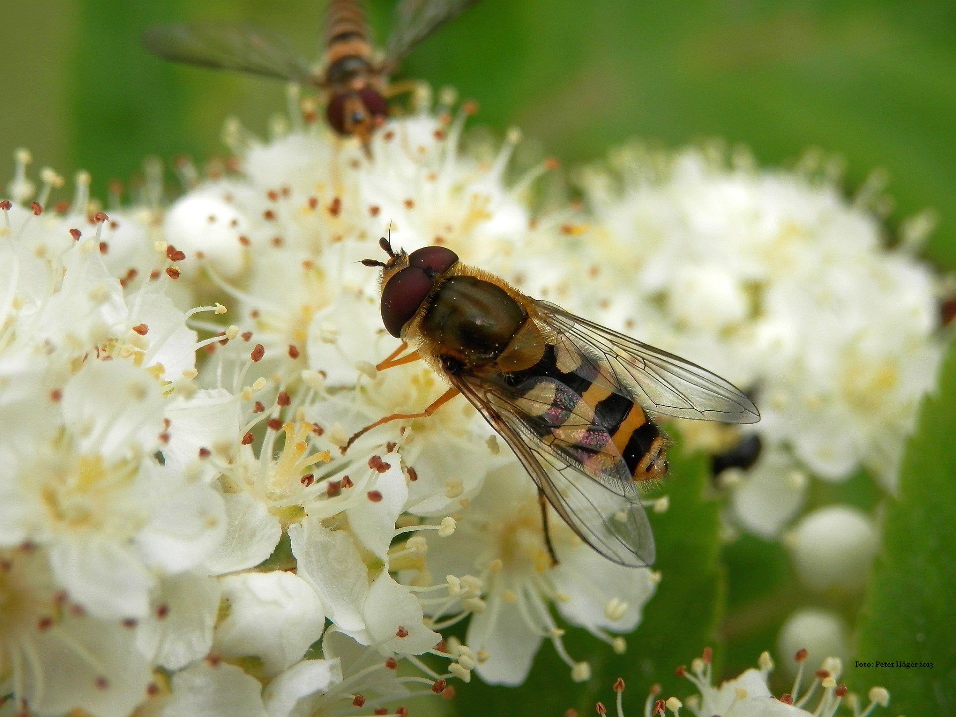 hoverflies hoverfly hoverflies free photo