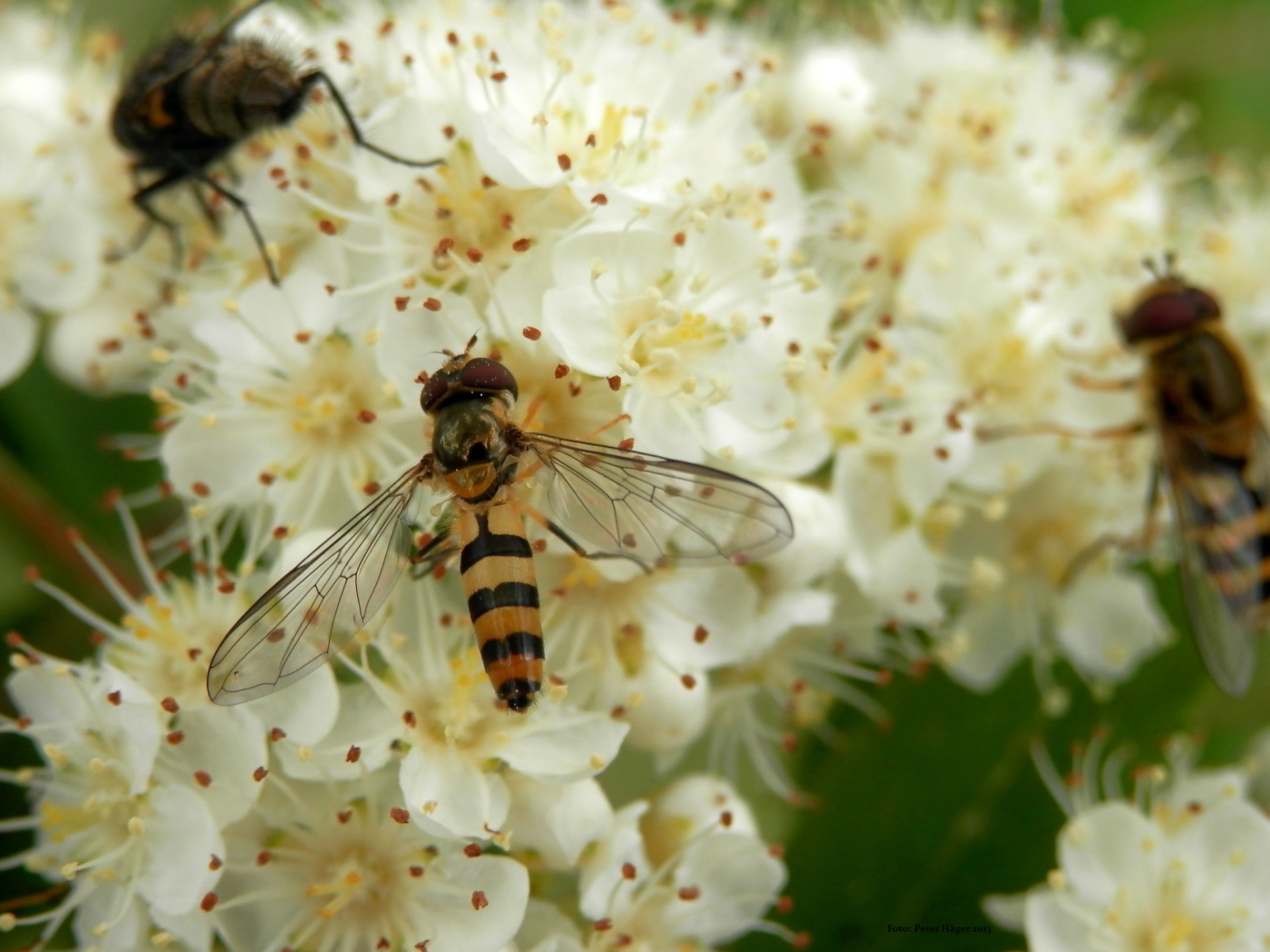 hoverfly hoverflies hoverflies free photo