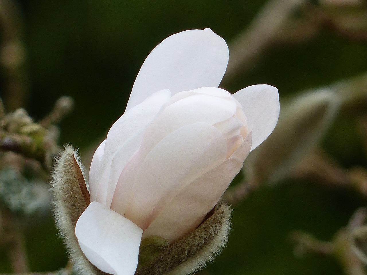 blommknopp white spring free photo