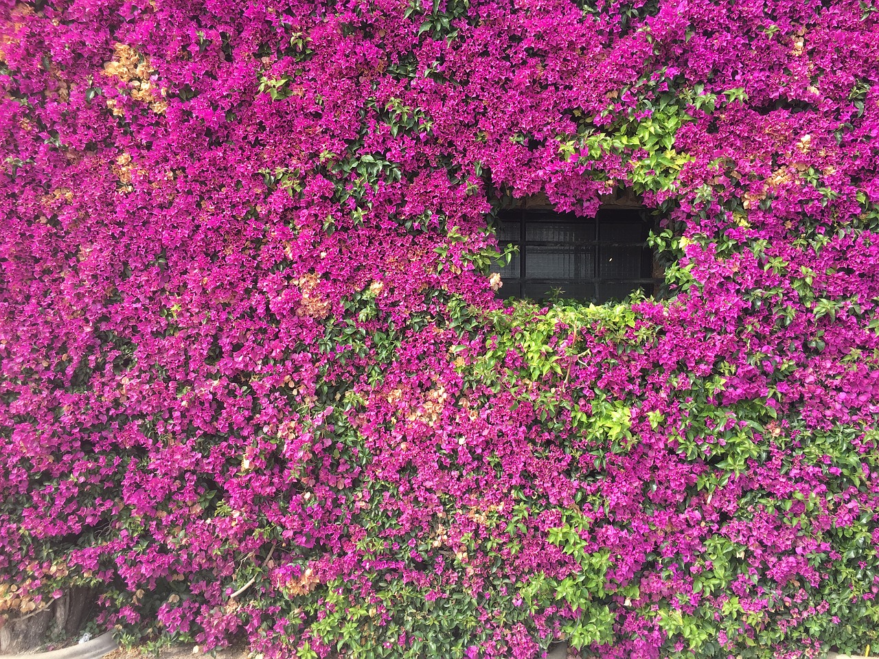 blomstervæg flowers window free photo