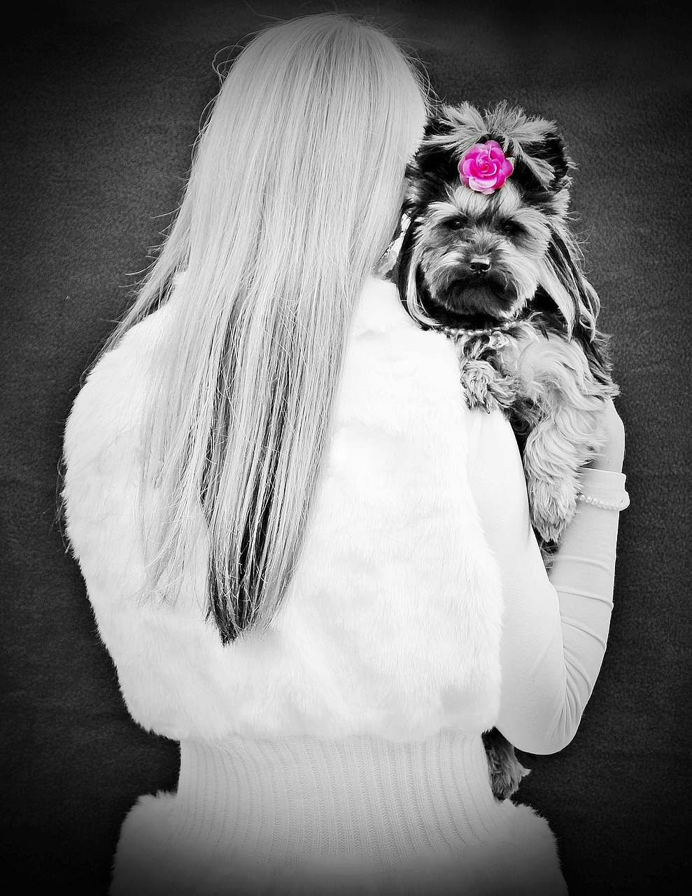 blonde girl back yorkie free photo