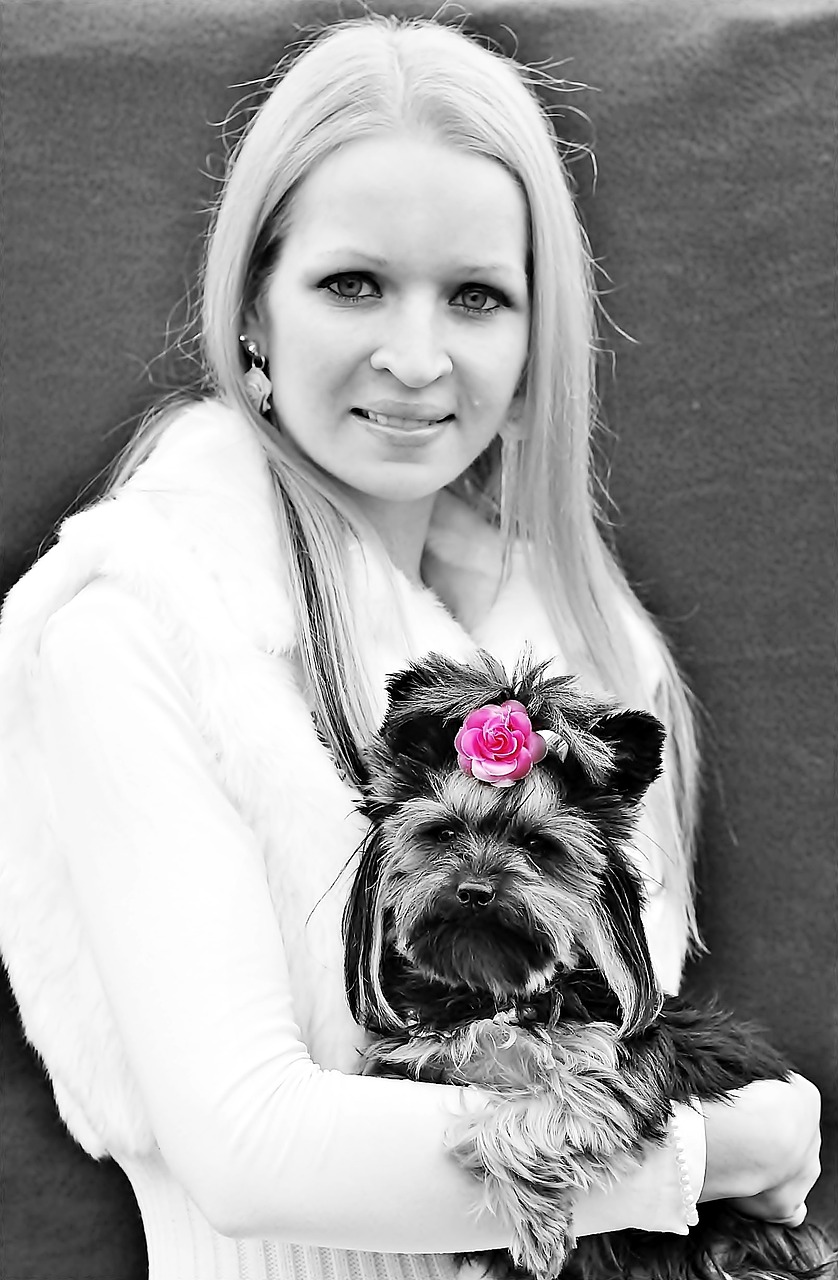 blonde girl yorkie beauty free photo