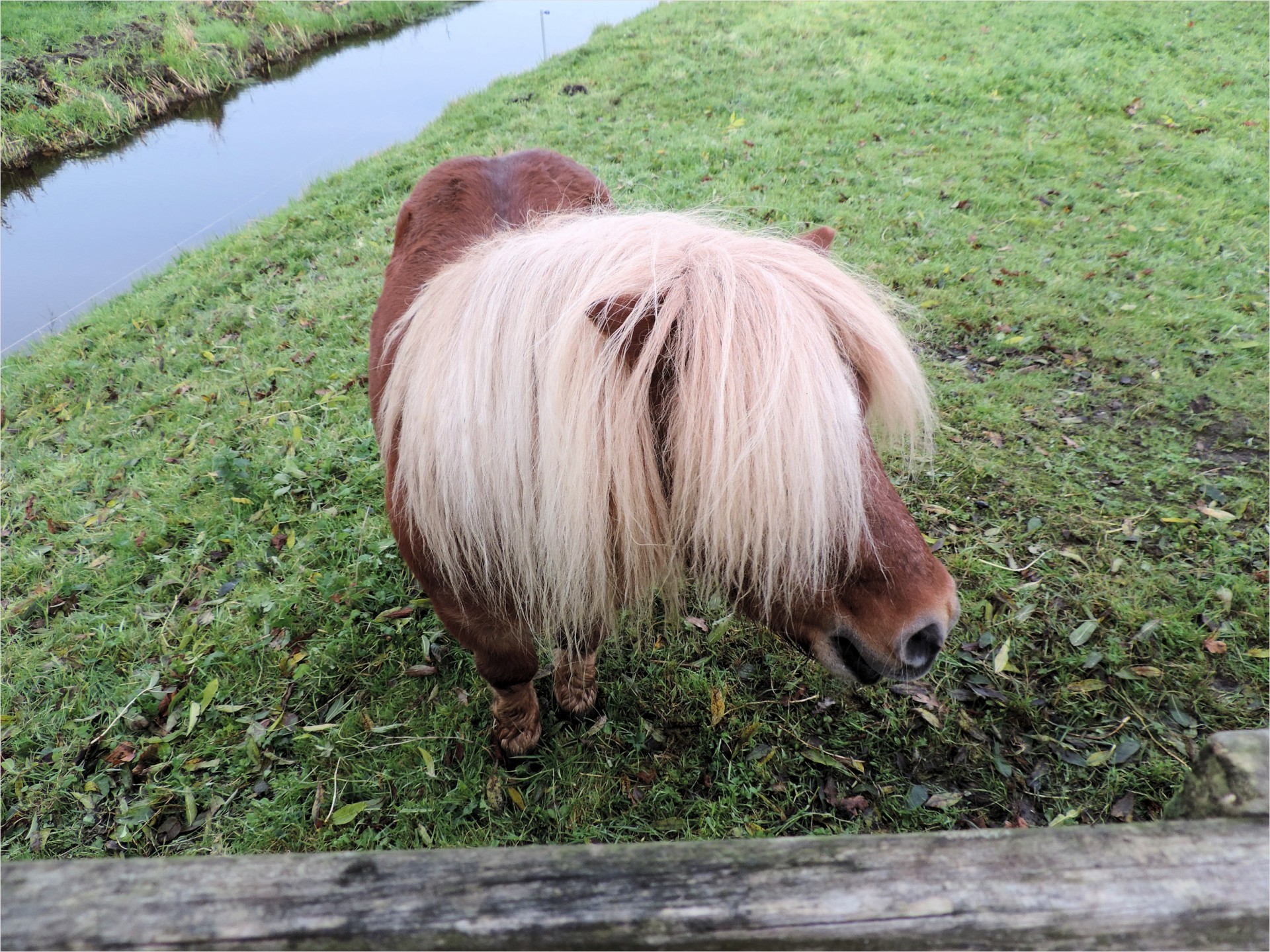 pony horse animal free photo