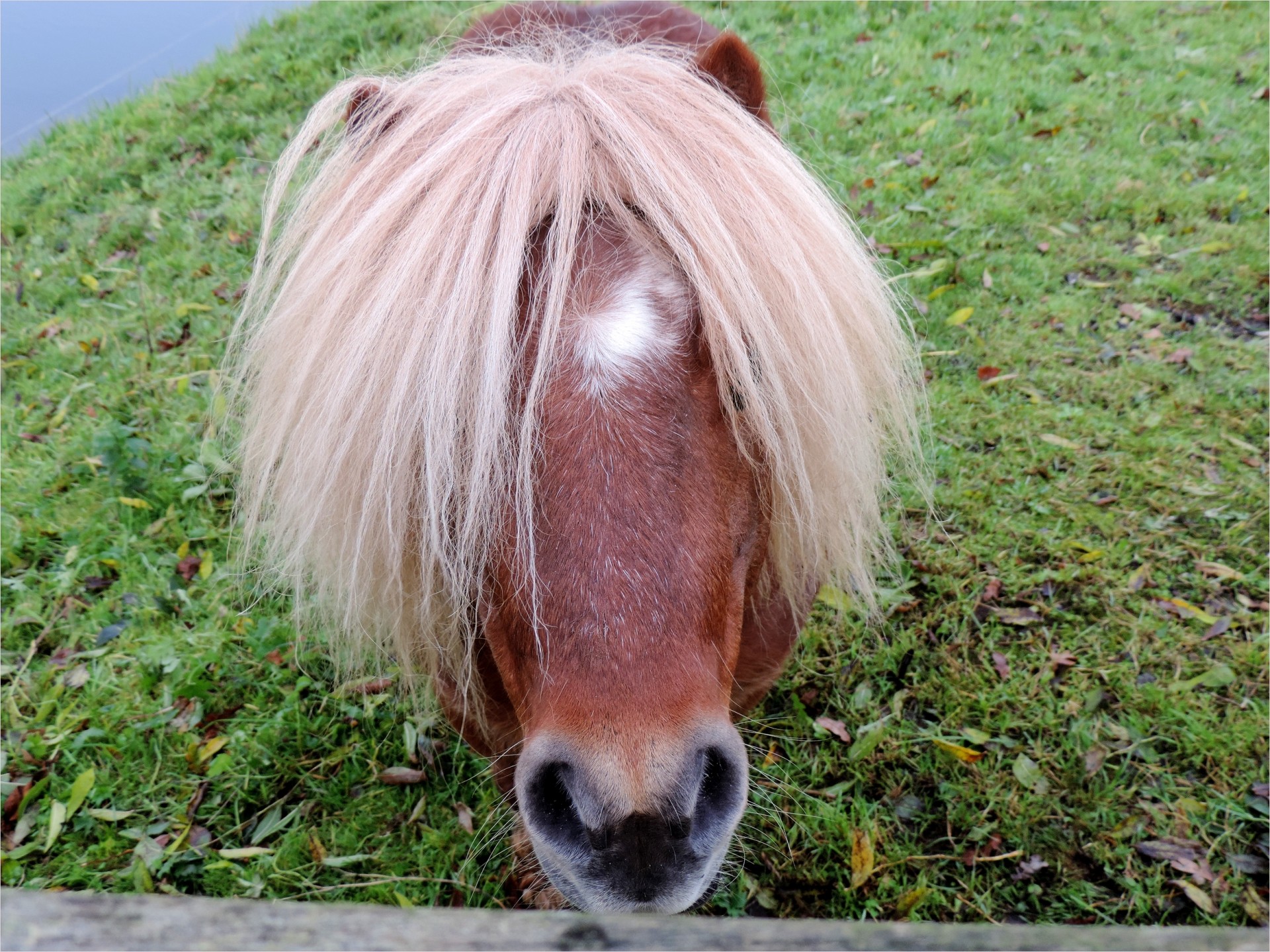 pony horse animal free photo