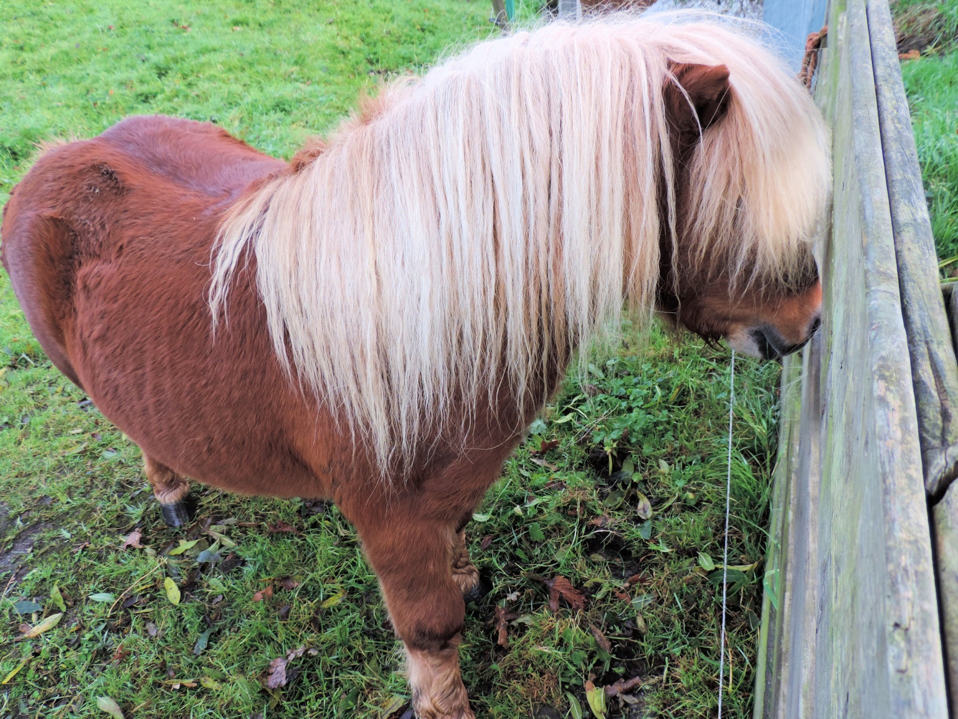 pony horse animal free photo