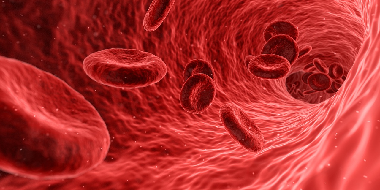 blood cells red free photo