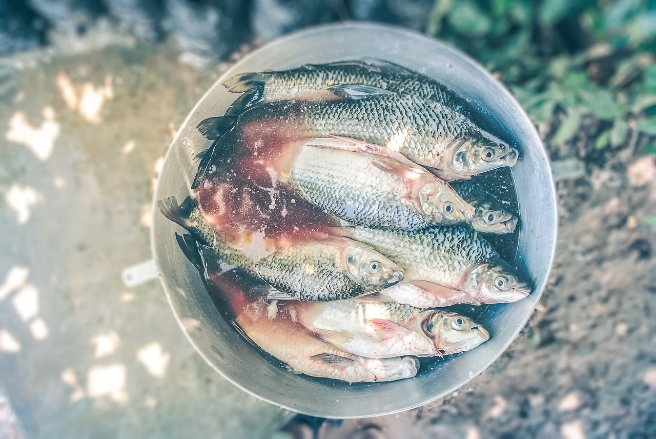 blood bucket fish free photo