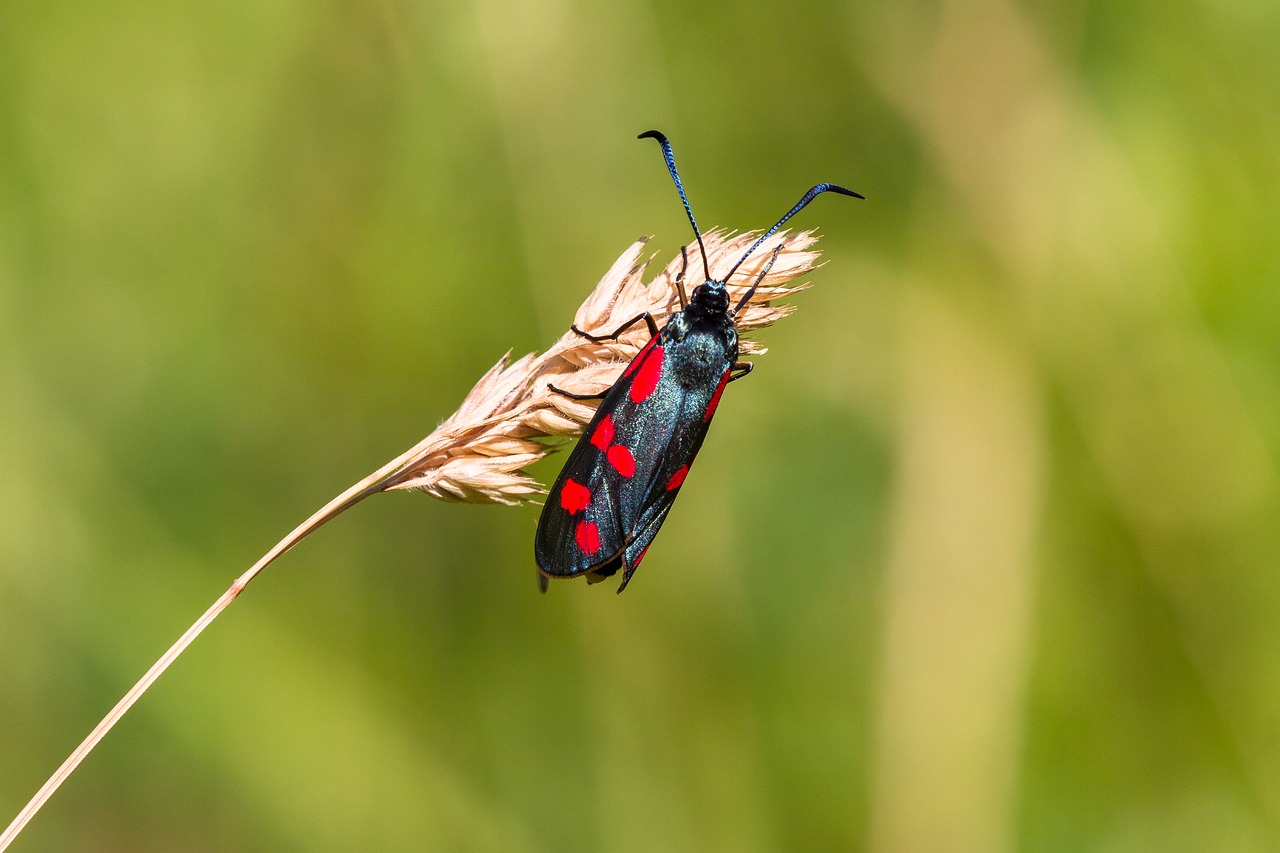 blood rotwidderchen insect free photo