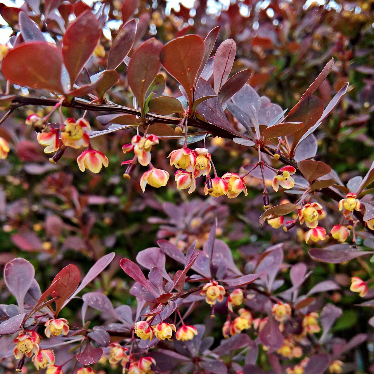 blood barberry red leaves bush free photo