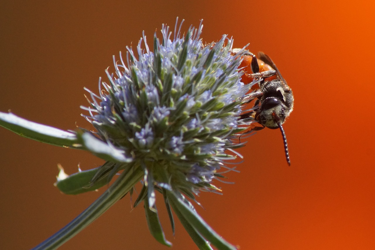 blood bee furrow bee blossom free photo