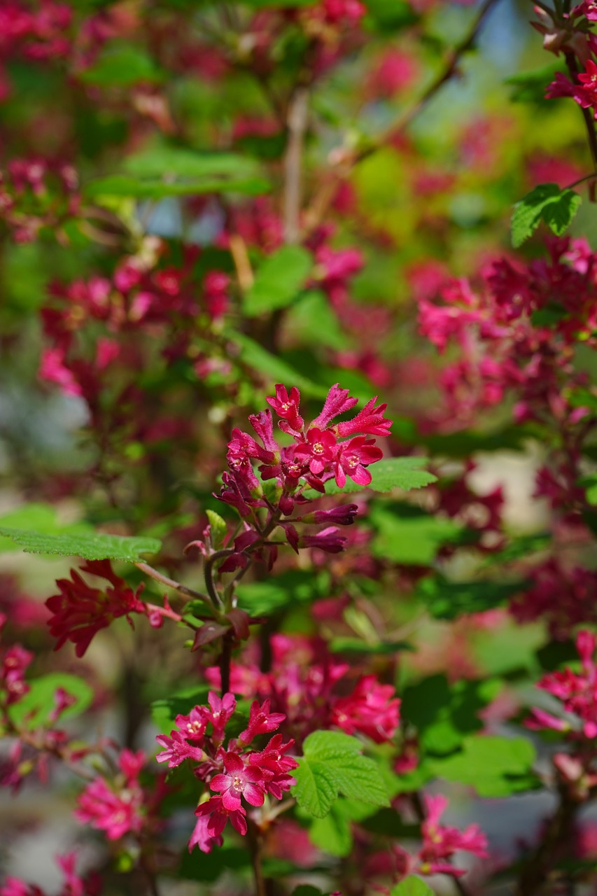 blood currant blossom bloom free photo