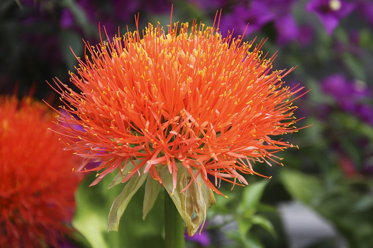 blood flower  plant  nature free photo