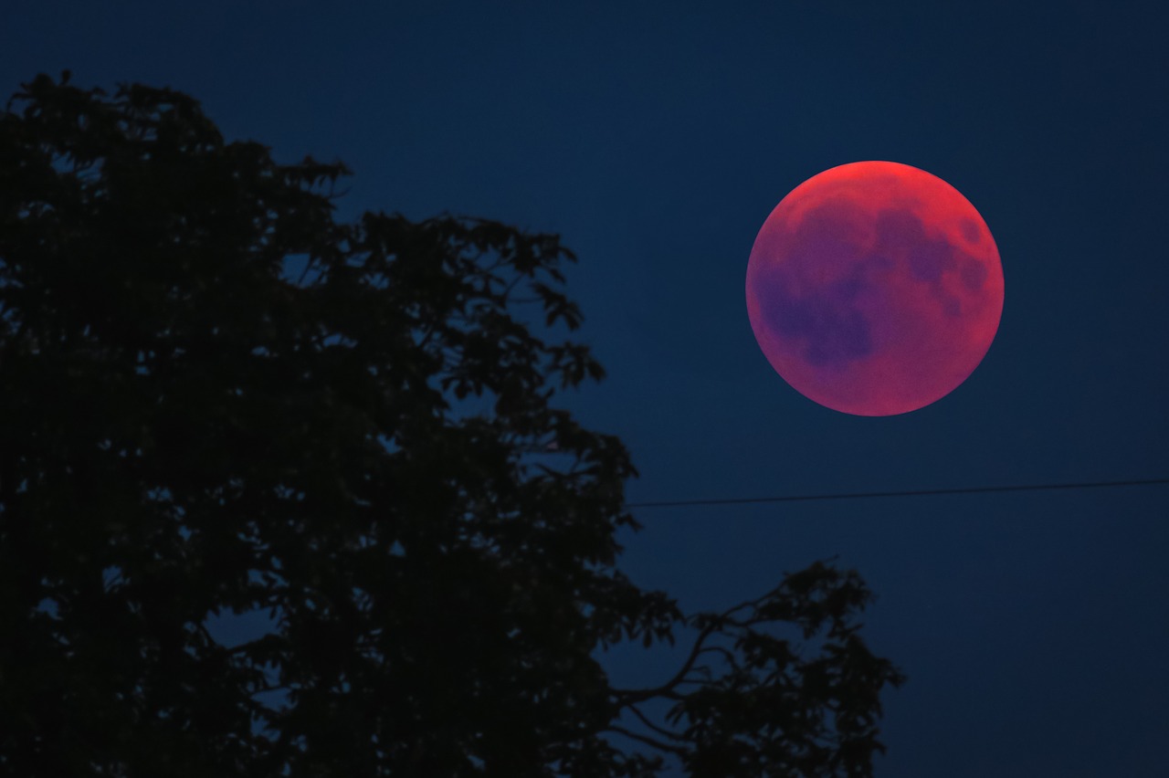 blood moon  lunar eclipse  moon free photo