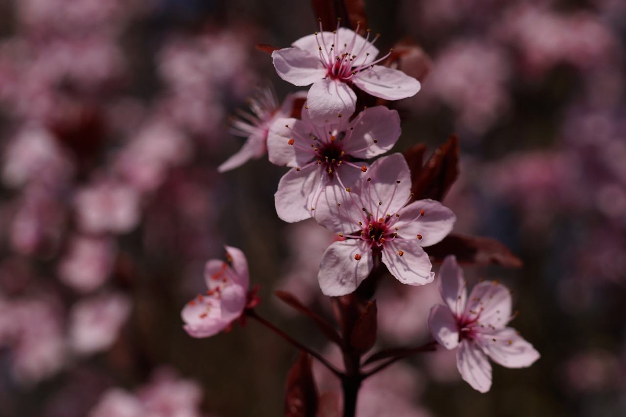 blood plum prunus cerasifera flowers free photo