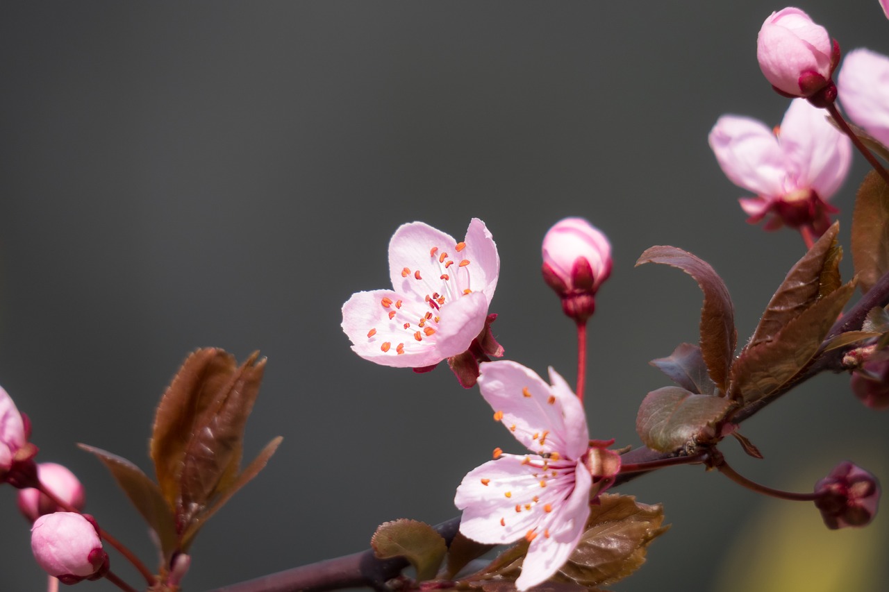 blood plum  cherry plum  blossom free photo