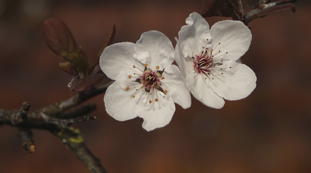 blood plum  blossom  bloom free photo