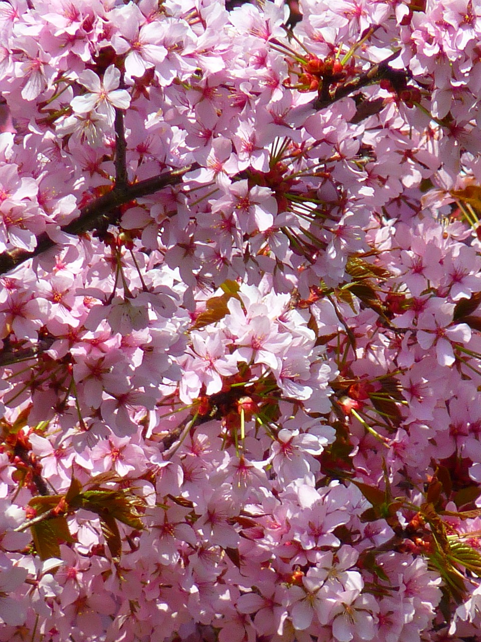 blood plum prunus cerasifera blossom free photo