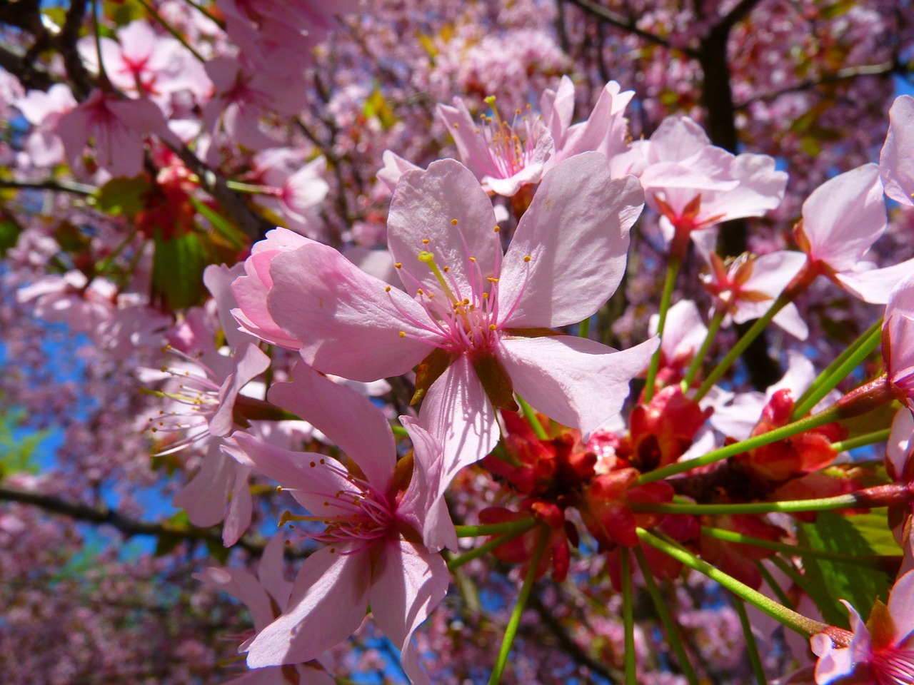 blood plum prunus cerasifera blossom free photo