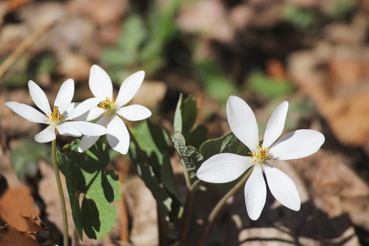 blood root  sanguinaria canadensis  spring free photo
