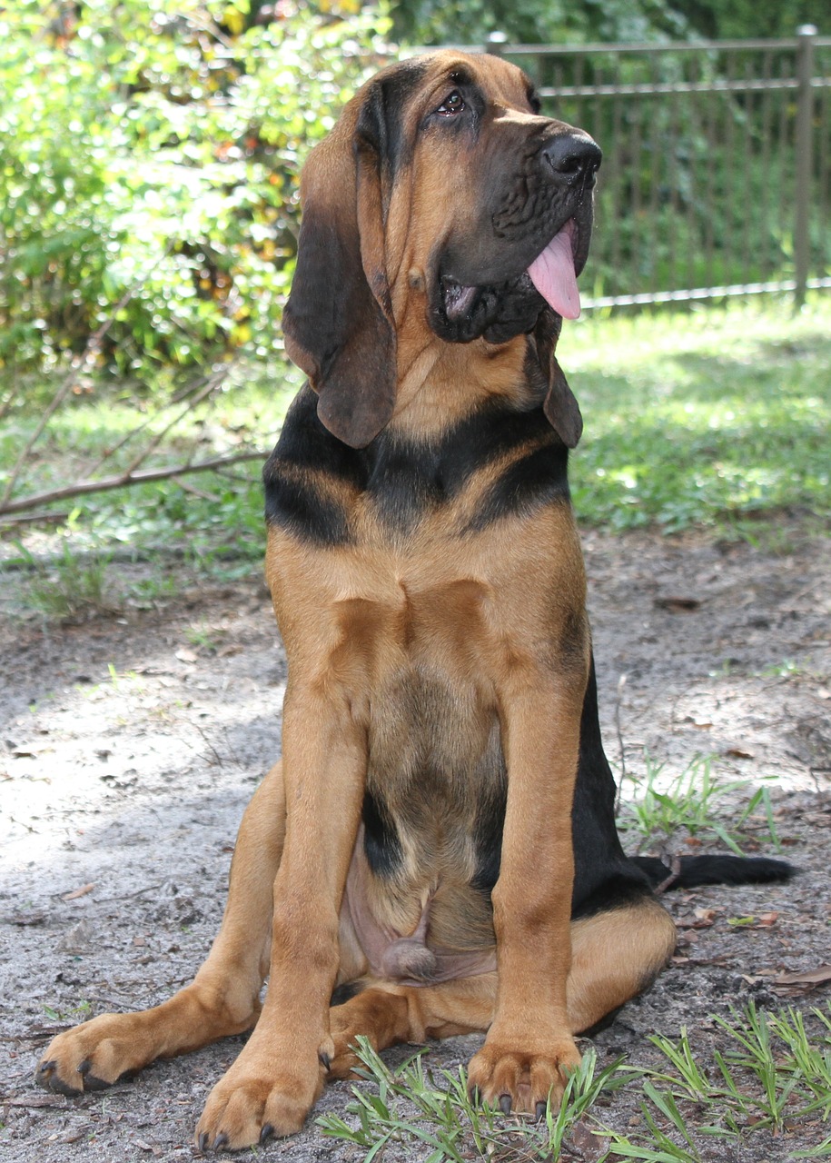 bloodhound black tan free photo