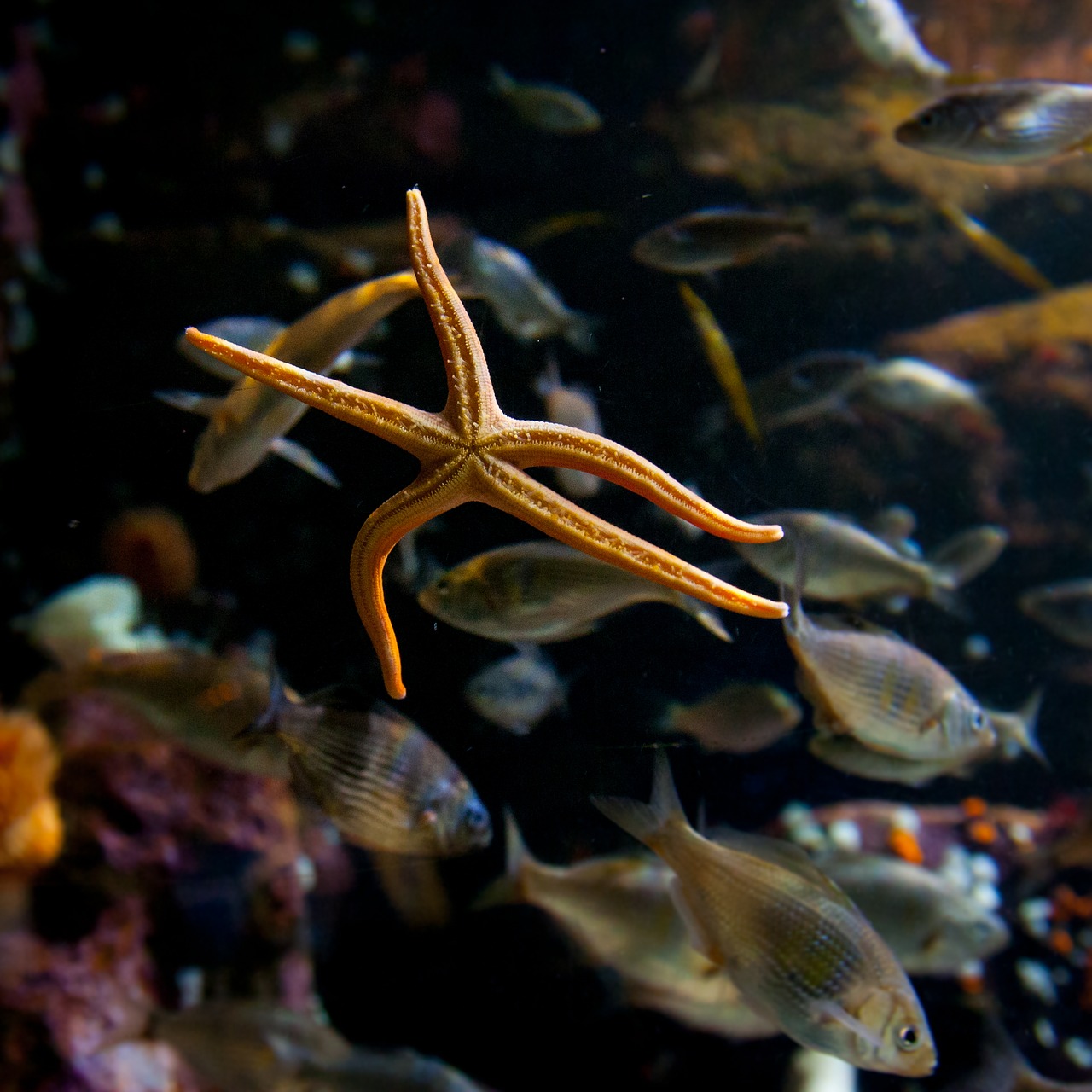 bloodstar starfish dance free photo