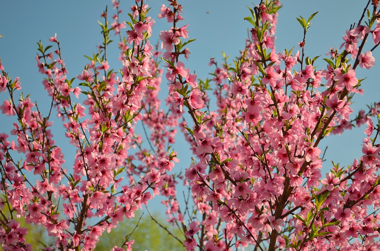 bloom peach peach blossoms free photo