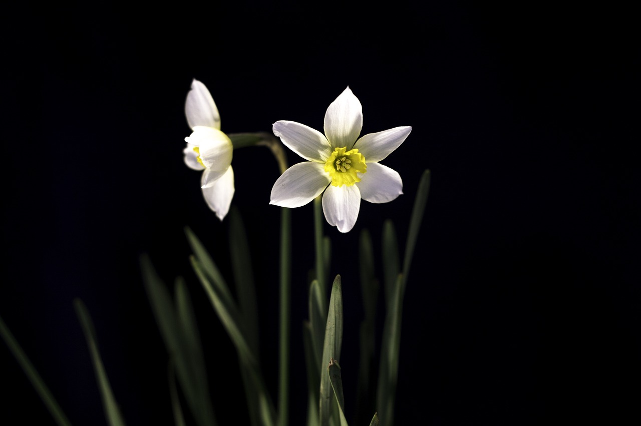 bloom blooming blossom free photo