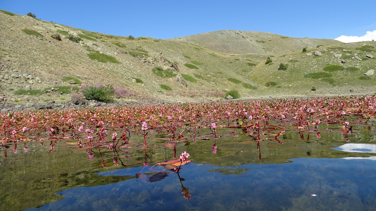 bloom on the lake nero free photo