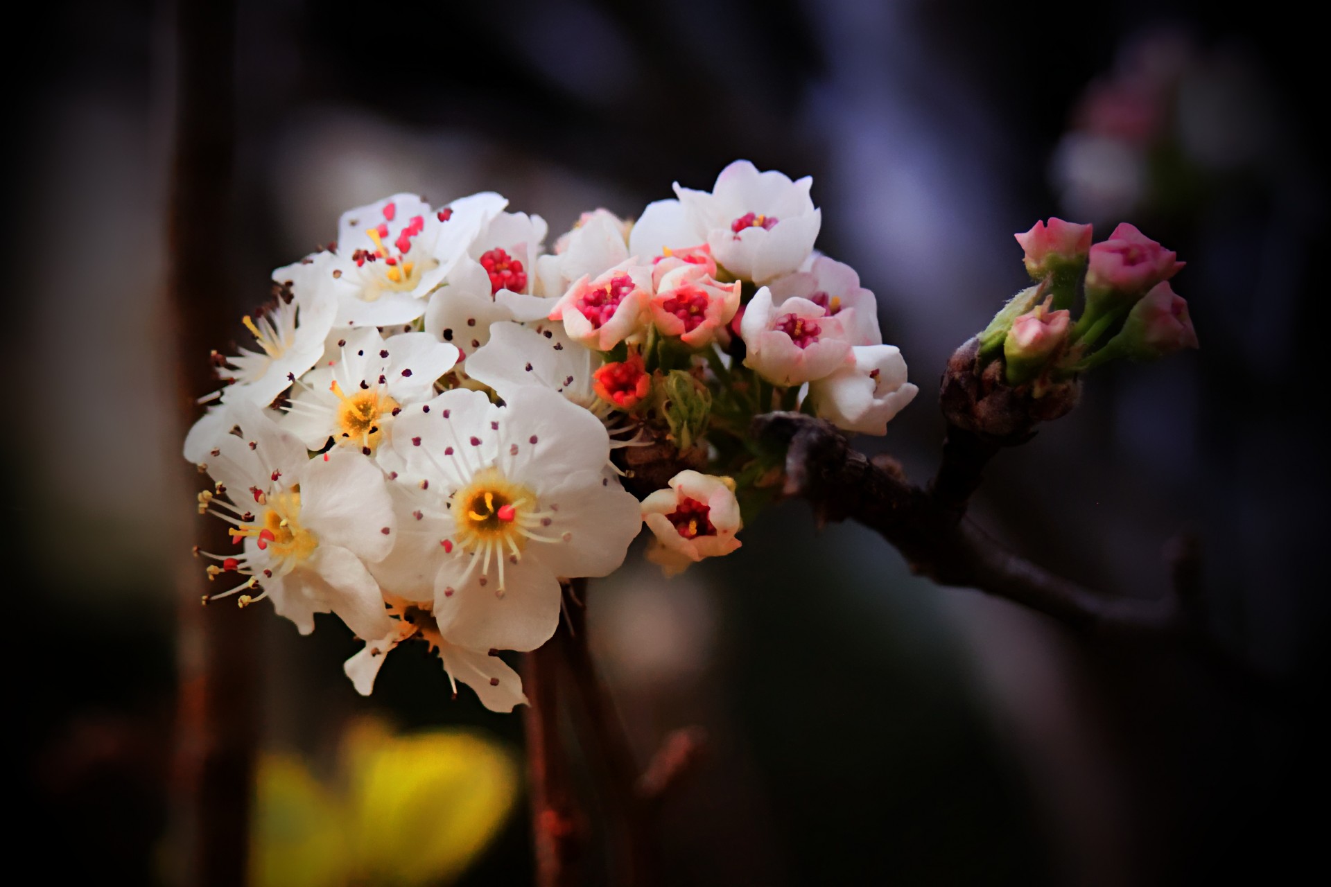 pear tree bloom nature free photo