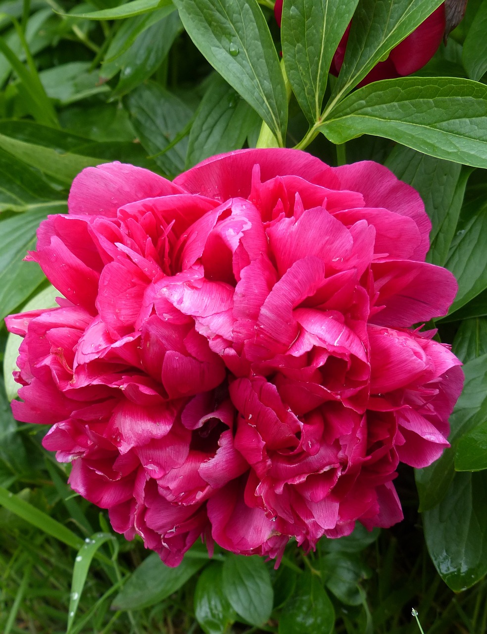 bloom pink peony free photo