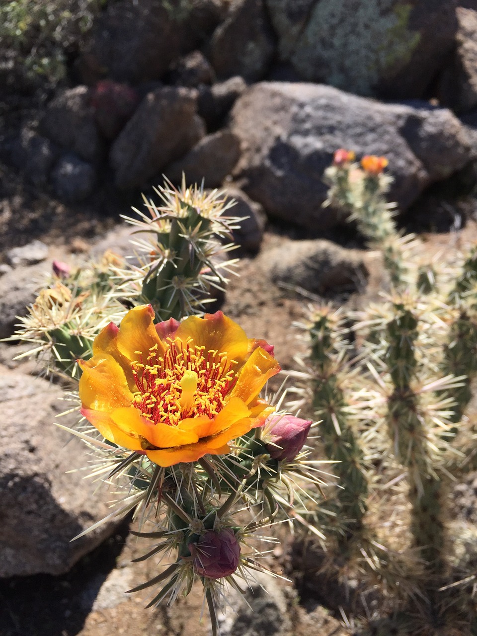 bloom flower cactus free photo