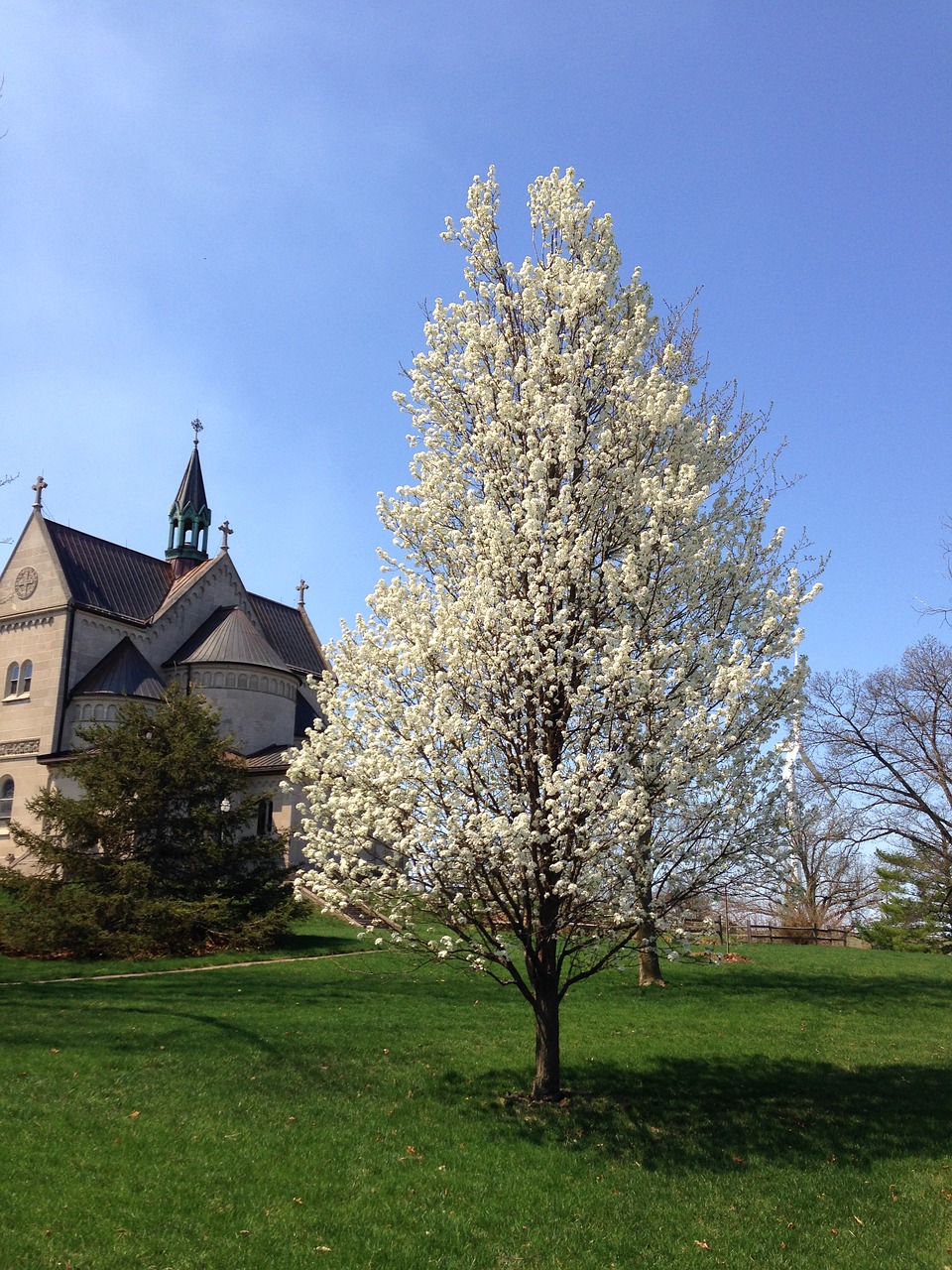 bloom tree blooming free photo