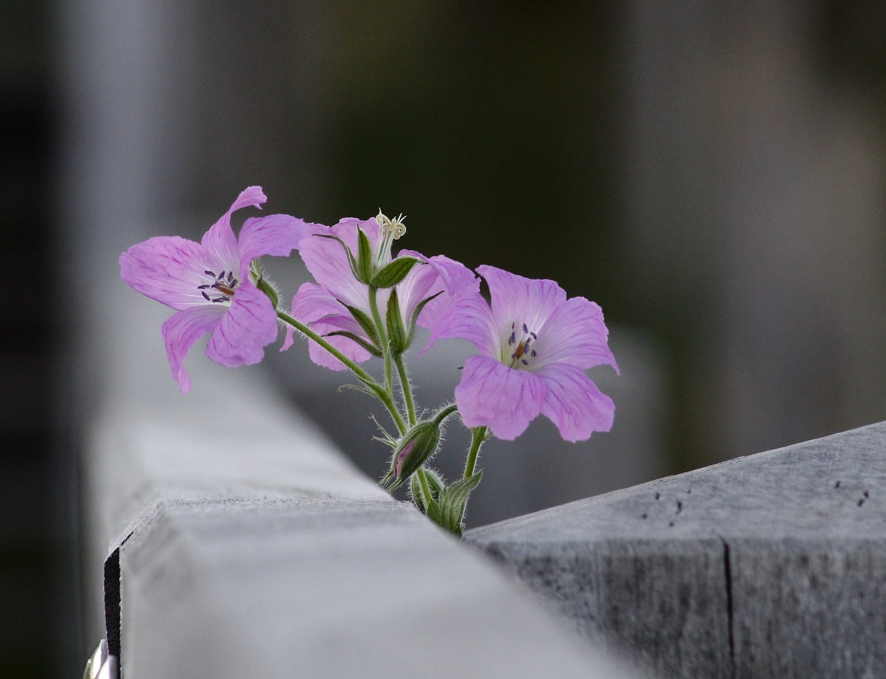 bloom flowers nature free photo