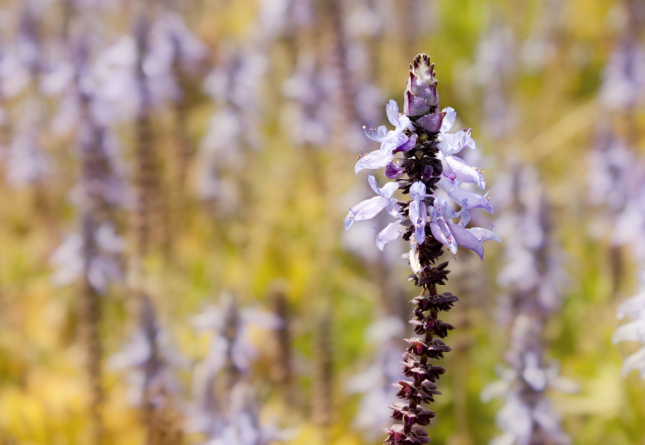 bloom violet spring free photo