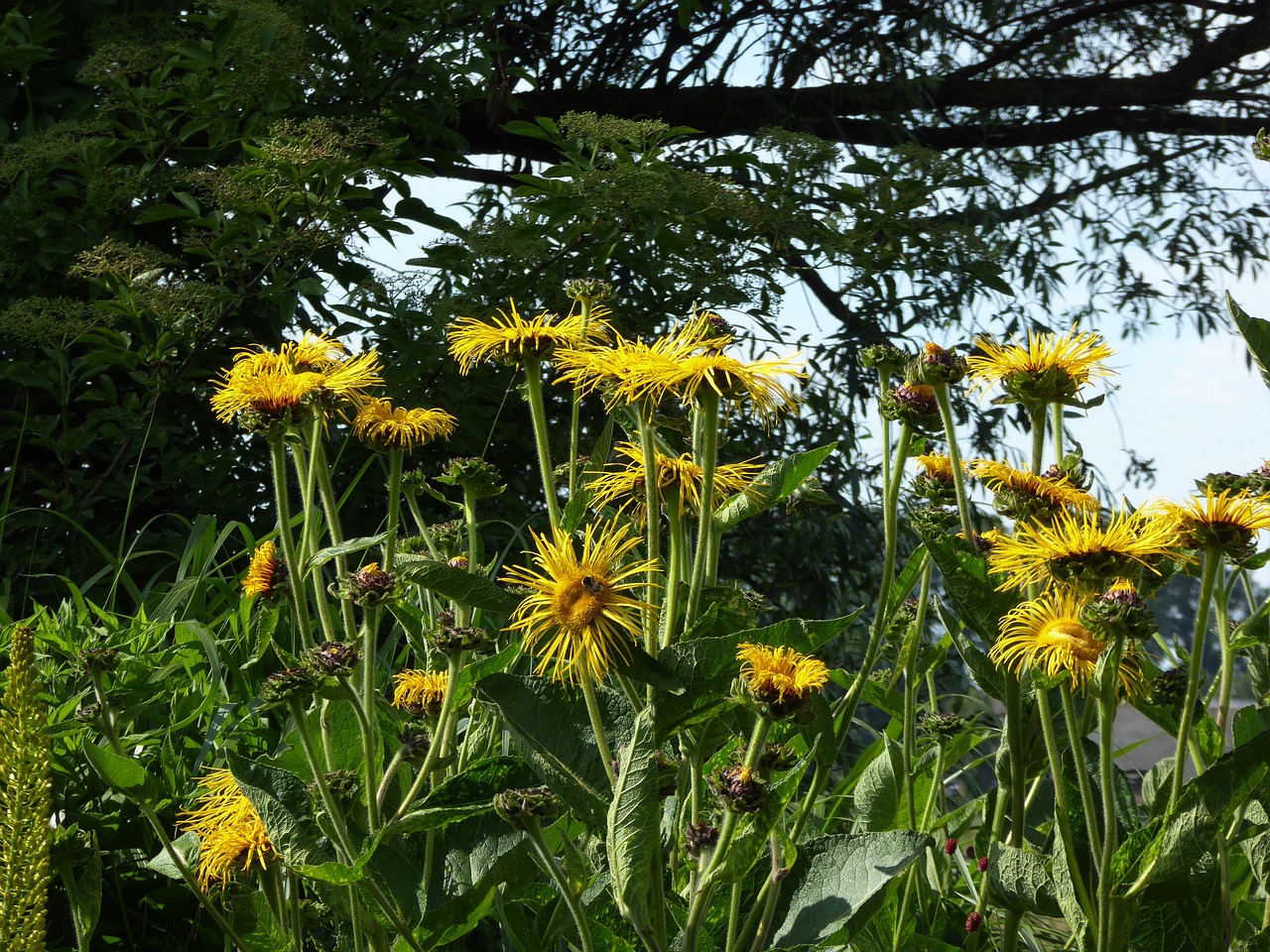 bloom yellow verblüht blossomed free photo