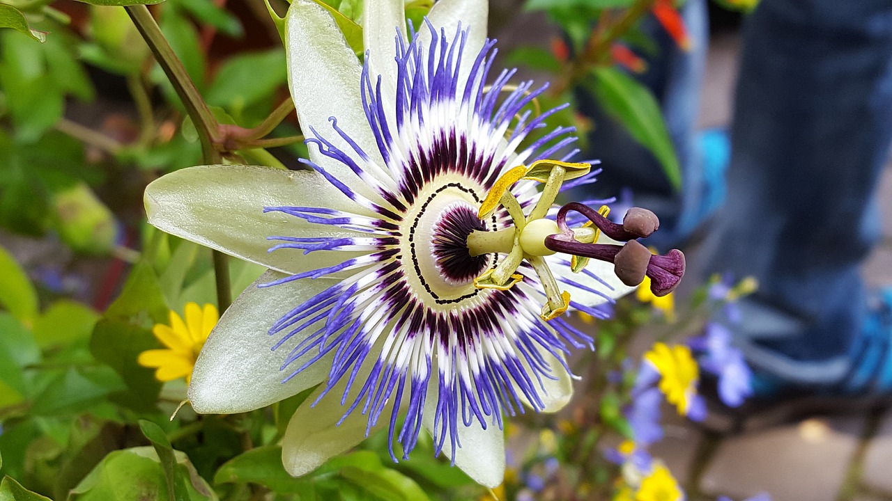 passiflora bloom purple free photo