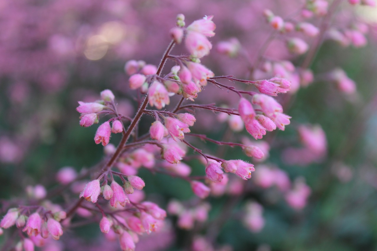 bloom spring blossom free photo