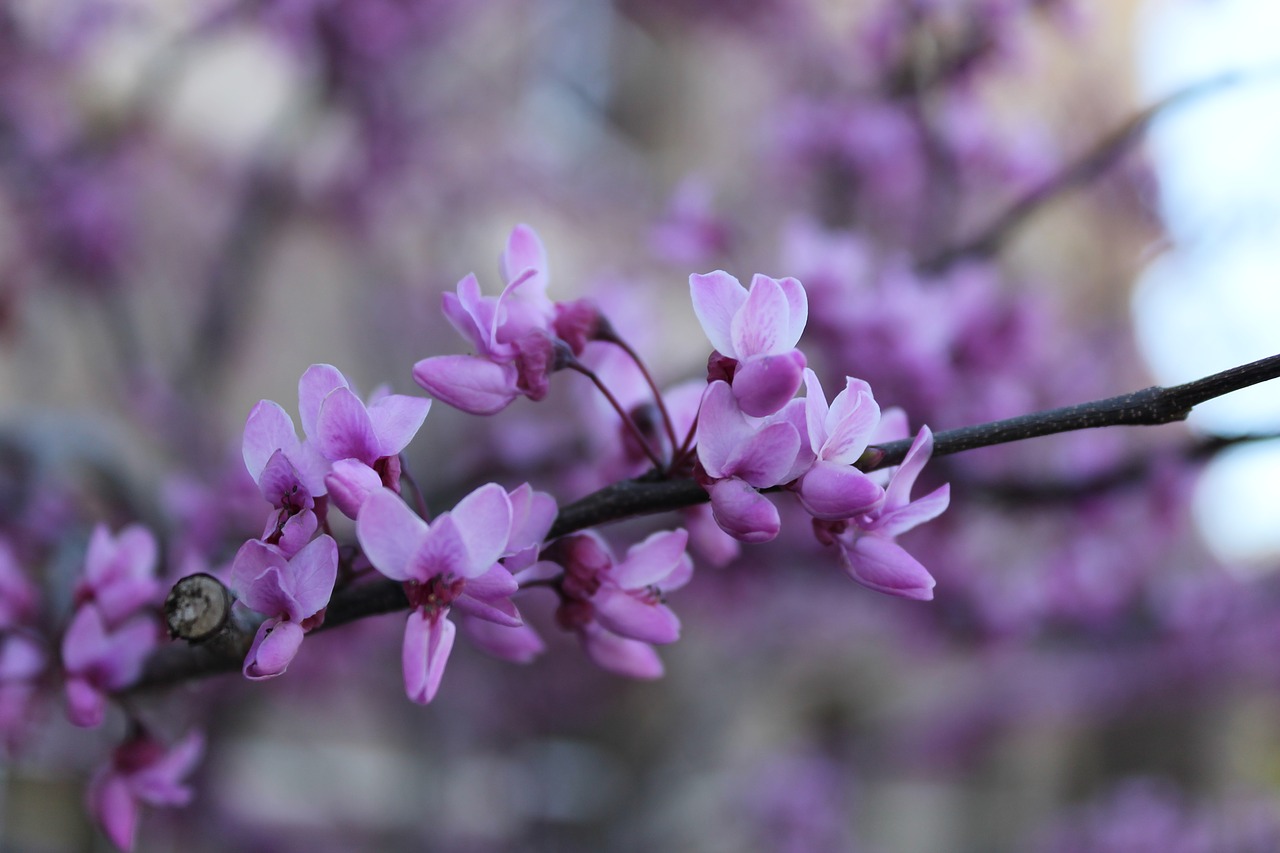 bloom spring blossom free photo