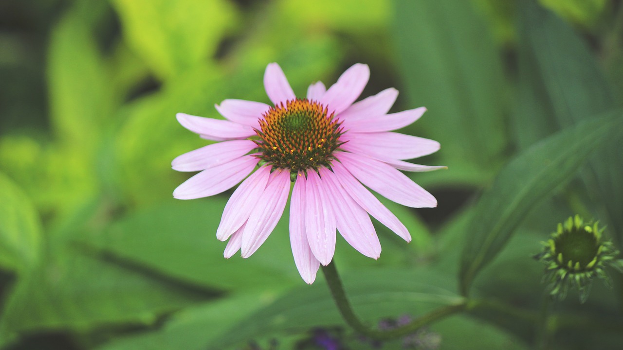 bloom blossom close-up free photo