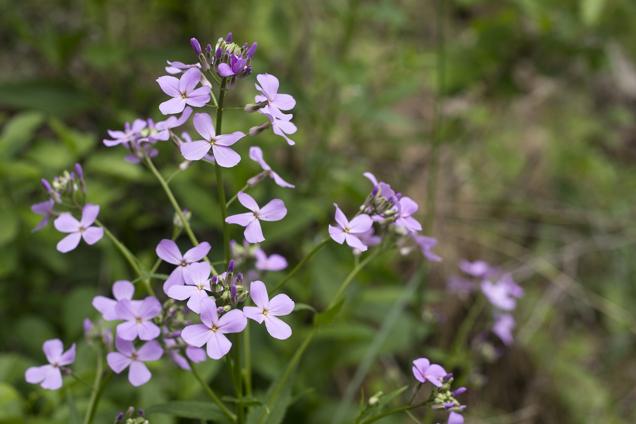 bloom colorful flora free photo