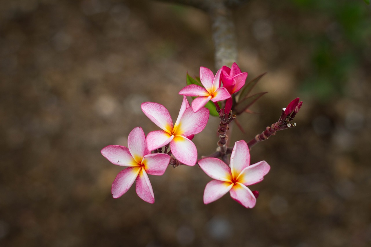 bloom flora flowers free photo