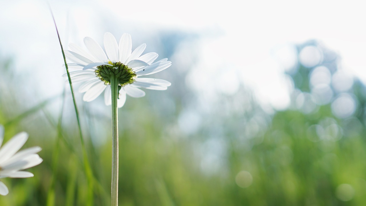 bloom blossom chamomile free photo