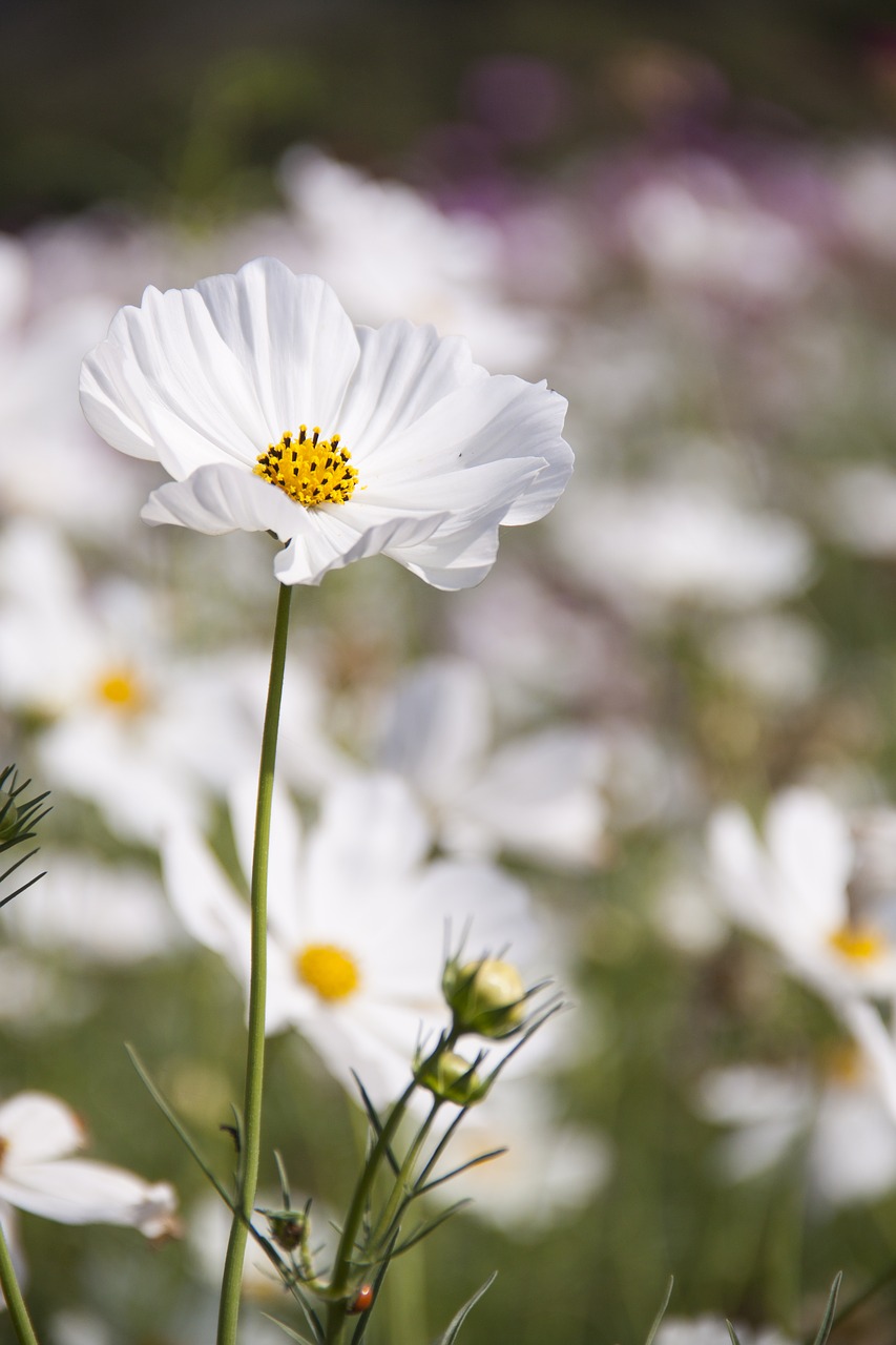 bloom blossom close-up free photo