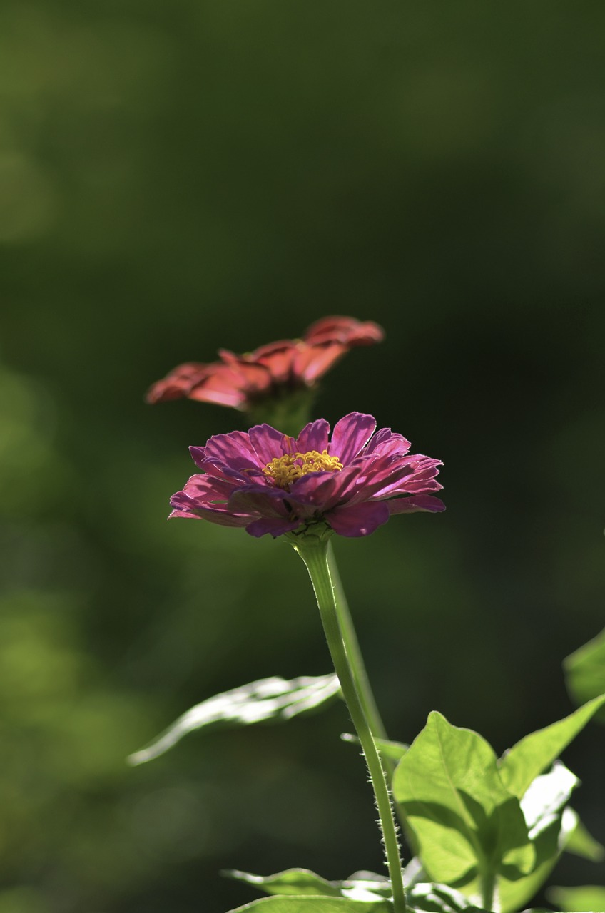 bloom blossom close-up free photo