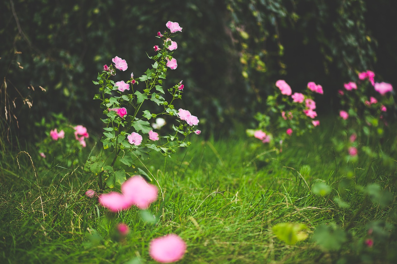 bloom blossom field free photo