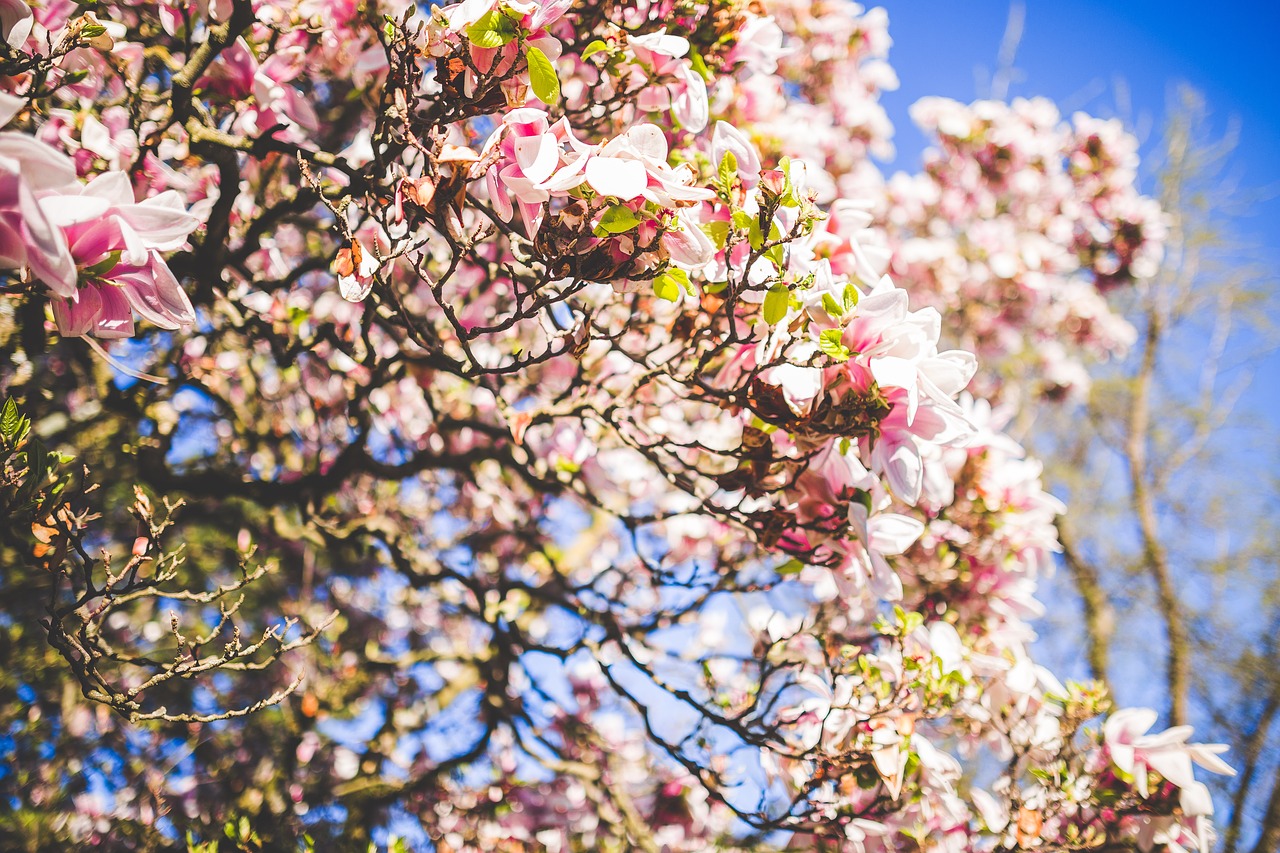 bloom blossom cherry blossom free photo