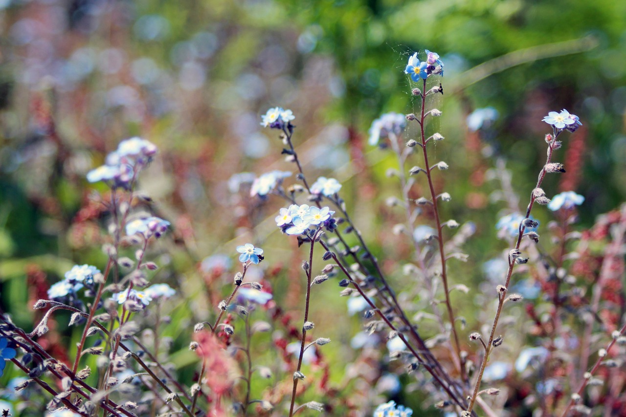 bloom blossom flora free photo