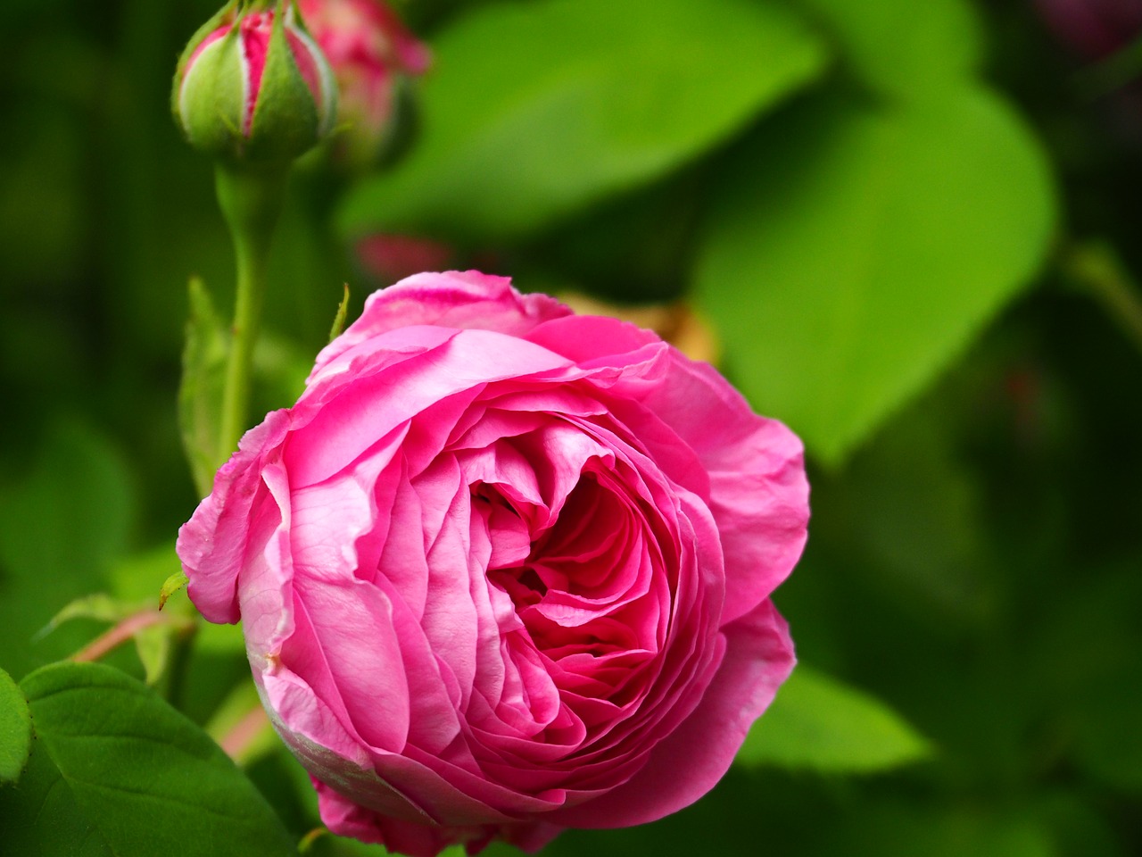 bloom blossom bud free photo