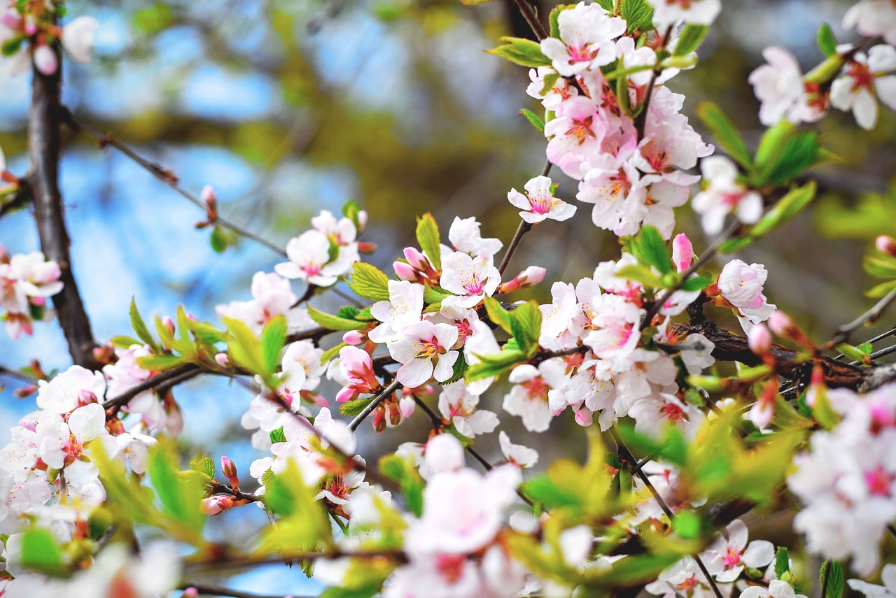 bloom blossom branch free photo